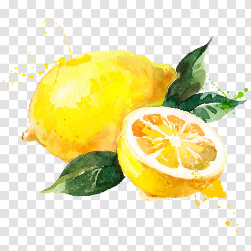 Watercolor Painting Lemon Royalty-free Drawing - Bitter Orange - Iphone 6 Transparent PNG