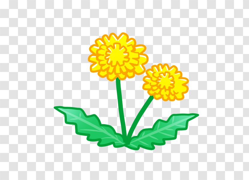 Dandelion Chrysanthemum Shintori - Chrysanths Transparent PNG
