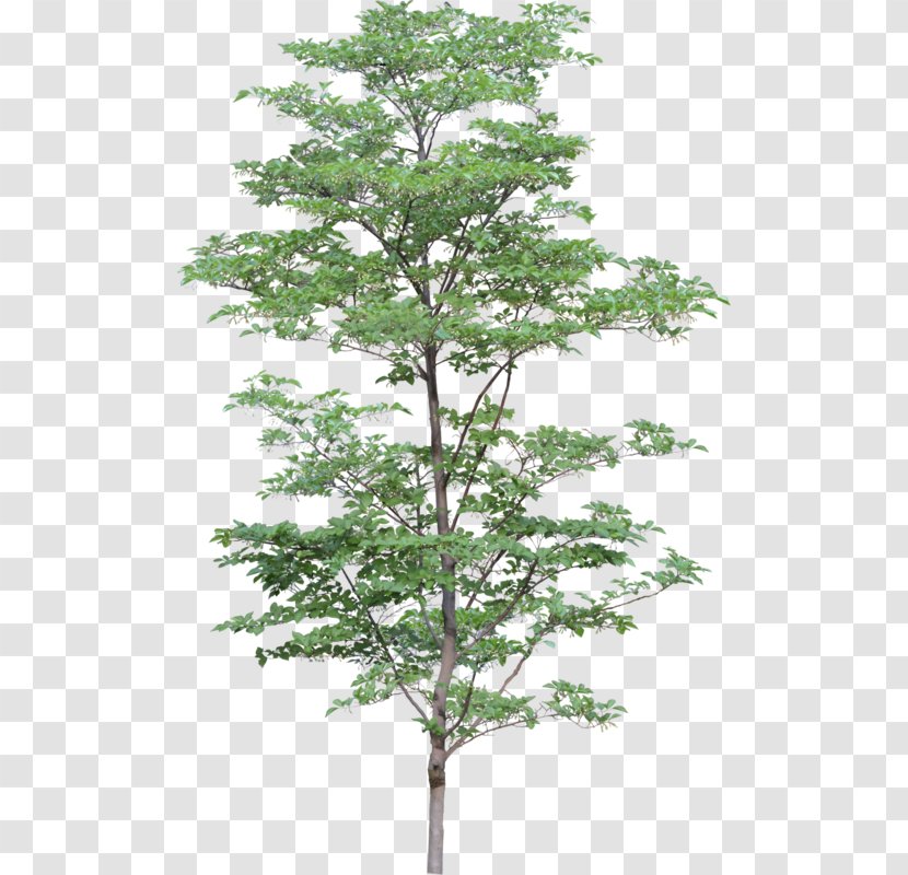 Family Tree Design - Landscape Architecture - Plane Pine Transparent PNG