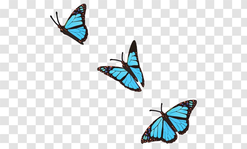 Butterfly Photography - Stock - Papillon Transparent PNG