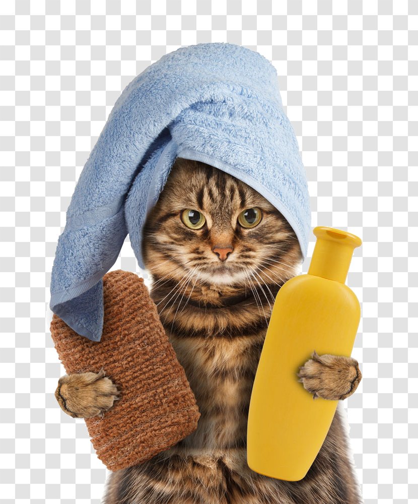 Cat Towel Kitten Pet Polyester - Take Shower Gel Transparent PNG