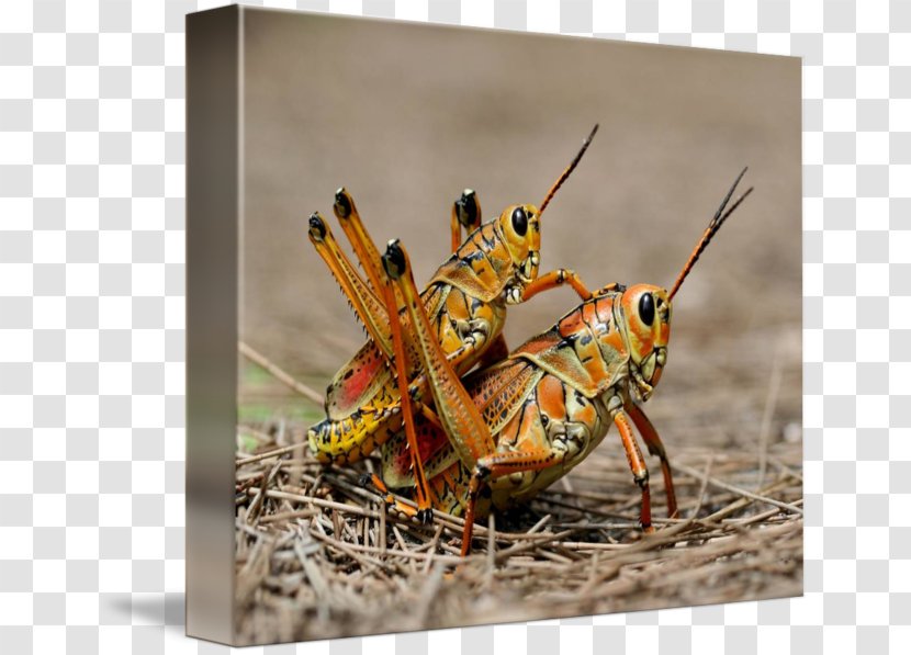 Locust Insect Grasshopper Ensifera Bush Crickets - Invertebrate Transparent PNG