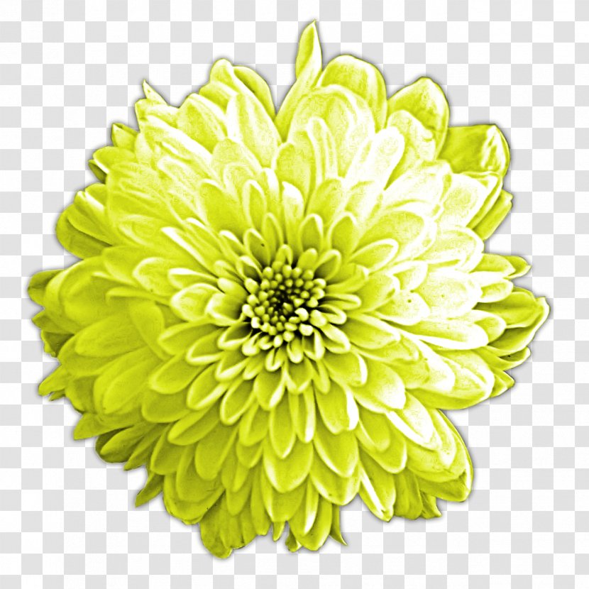 Cut Flowers Chrysanthemum Dahlia Floristry - Daisy Family - Orange Transparent PNG