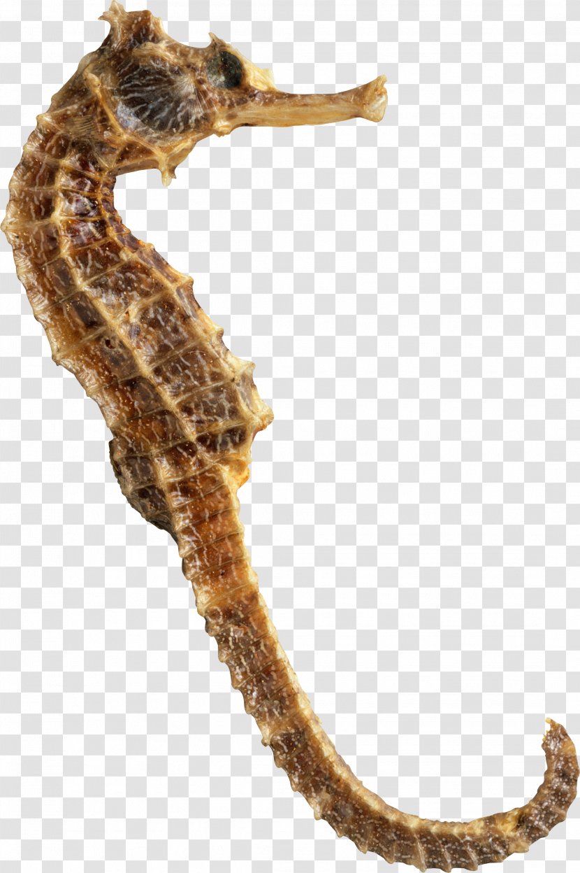 Fundamentals Of Animal Behaviour Stereotypic Behaviour: And Applications To Welfare Behavior Ethology - Hippocampus - Seahorse Transparent PNG