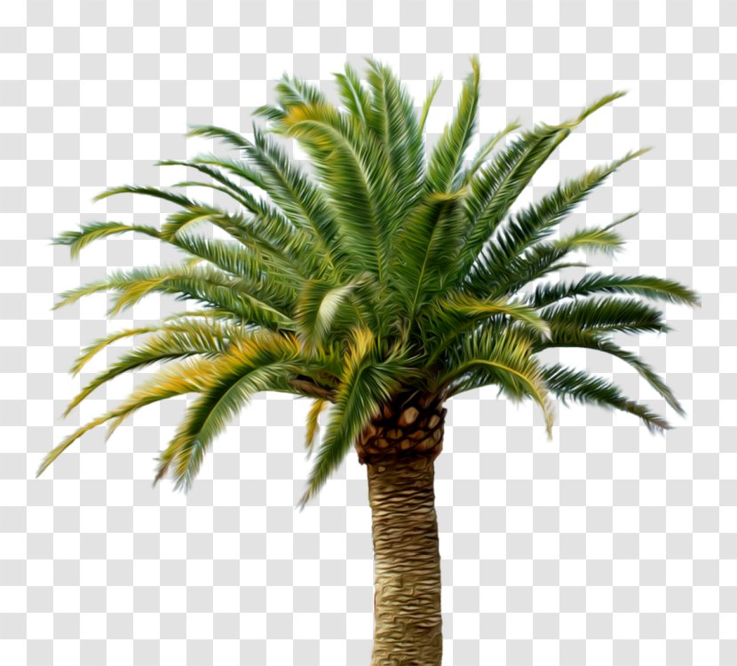 Babassu Arecaceae Date Palm Coconut - California Transparent PNG