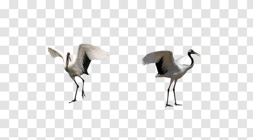 Red-crowned Crane Bird - Purple - Wings Transparent PNG
