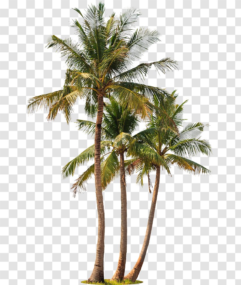 Asian Palmyra Palm Coconut Trees Babassu Stock Photography - Houseplant Transparent PNG