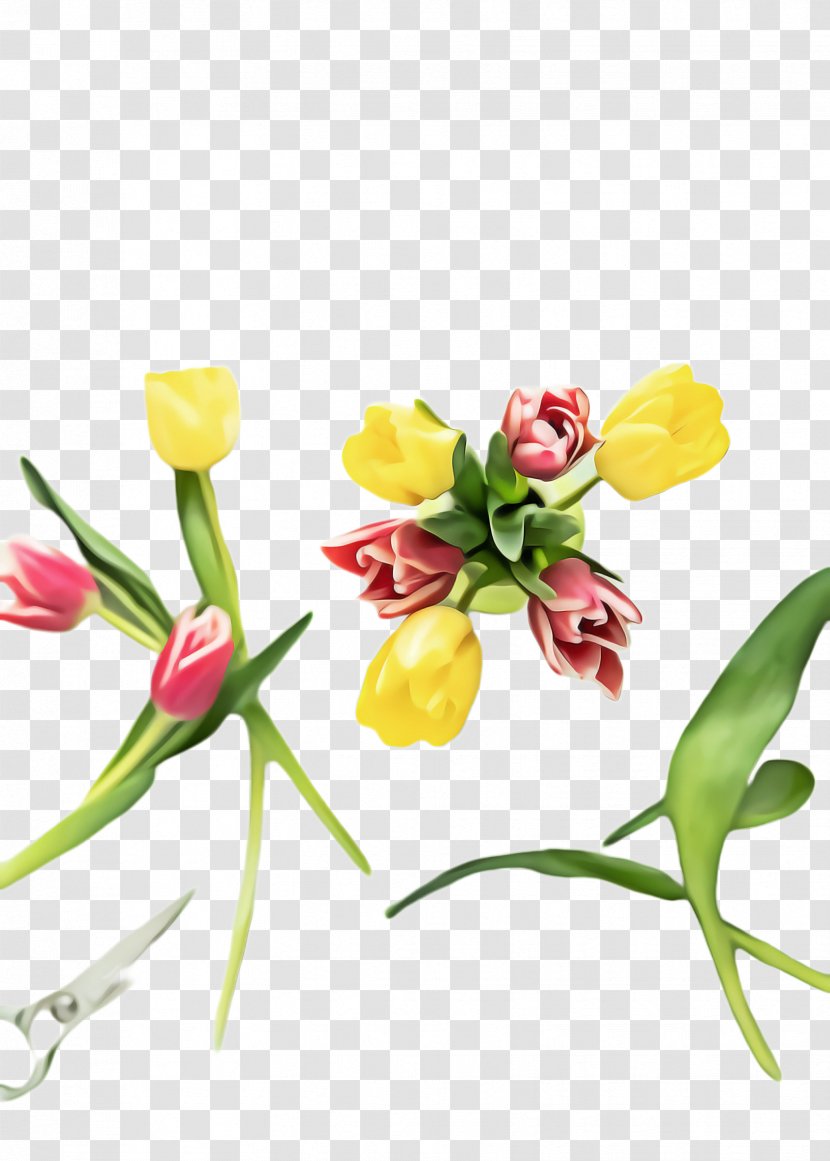 Flowers Background - Blossom - Bud Pedicel Transparent PNG