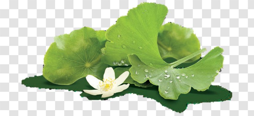 Ginkgo Biloba Dietary Supplement Lecithin Extract Spring Greens - Centella Asiatica - Ginkgo-biloba Transparent PNG