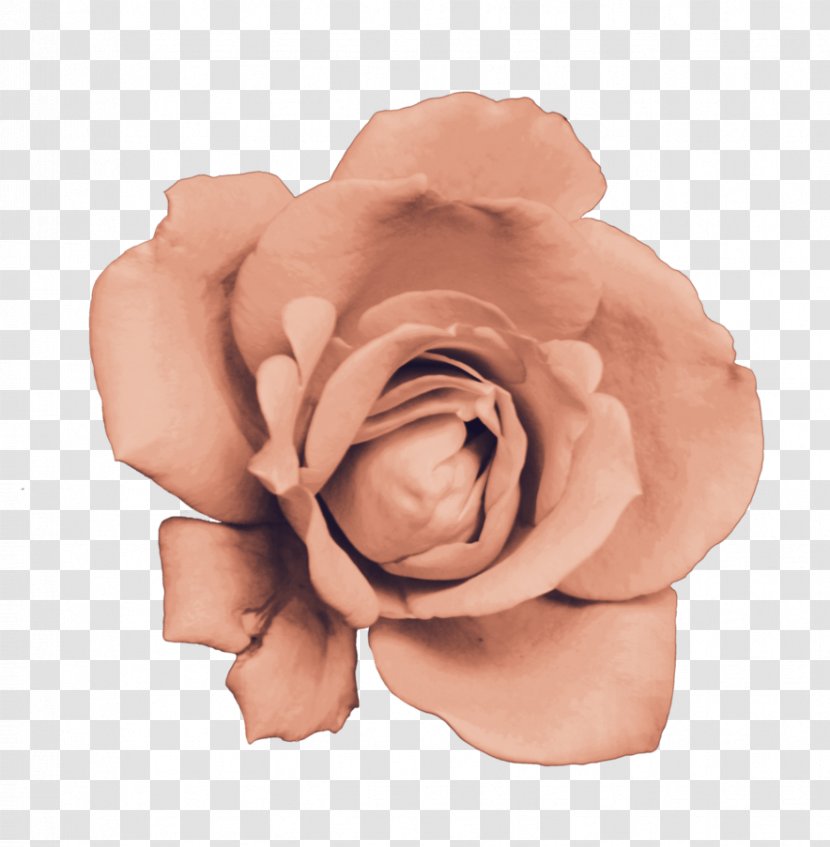 Garden Roses Cut Flowers Pink M - Rose Transparent PNG