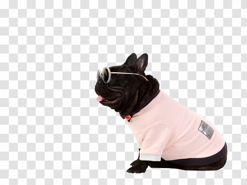 French Bulldog Dog Breed Puppy Pet - Non Sporting Group - Bespectacled Fashion Transparent PNG