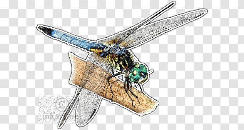 Blue Dasher Dragonflies Of North America Skimmers Insect Drawing - Dragonfly Art Transparent PNG
