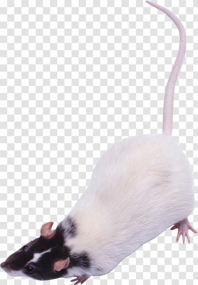 Murids Rat Computer Mouse - Muridae Transparent PNG
