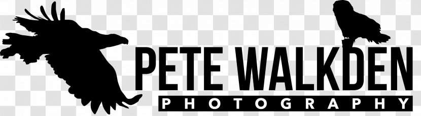 Logo Photography Black And White Beak - Monochrome - Walkden Transparent PNG