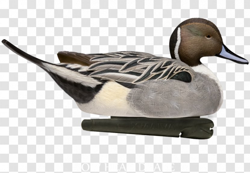 Mallard Duck Goose Northern Pintail Decoy - Zink Transparent PNG
