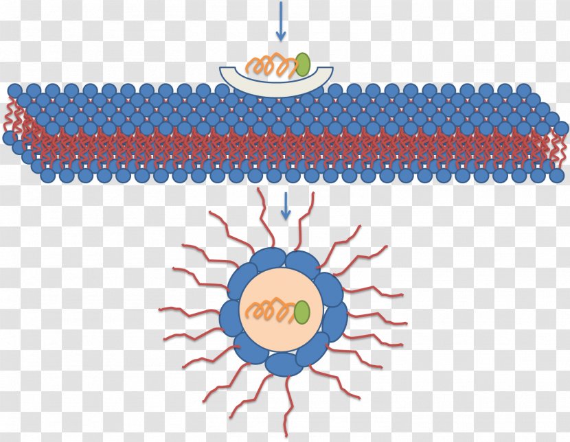 Micelle Cell-penetrating Peptide Lipid Bilayer Molecule - Formation Transparent PNG