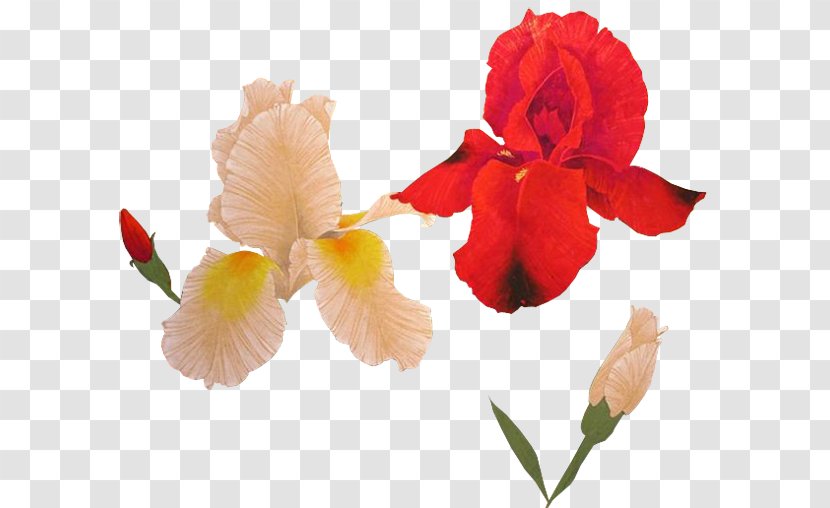 Canna Iris Family Cut Flowers Plant Stem Irises Transparent PNG