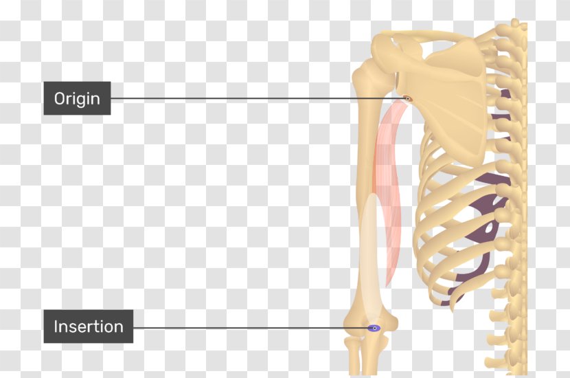 Triceps Brachii Muscle Biceps Origin And Insertion Anatomy Teres Major - Flower - Arm Transparent PNG