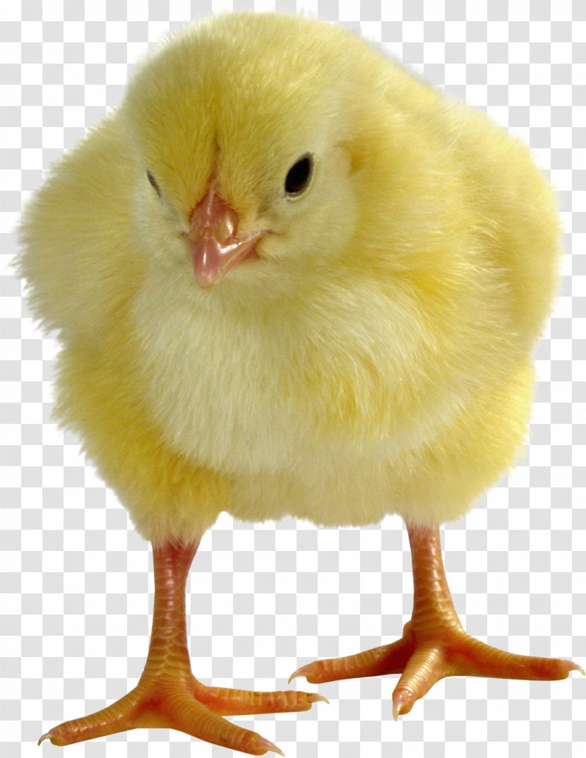 Broiler Leghorn Chicken Egg Livestock Sales - Poultry Transparent PNG