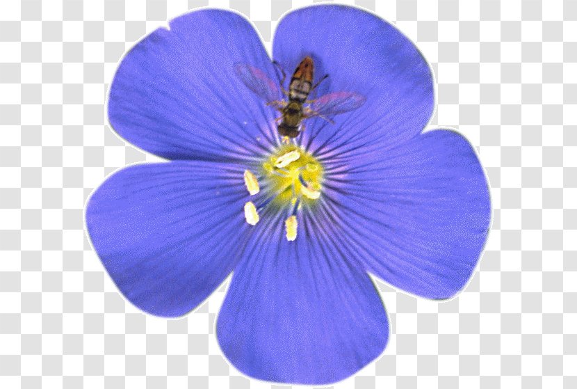 Flower Petal Blue Flax Tea Room Clip Art - Violet Family Transparent PNG