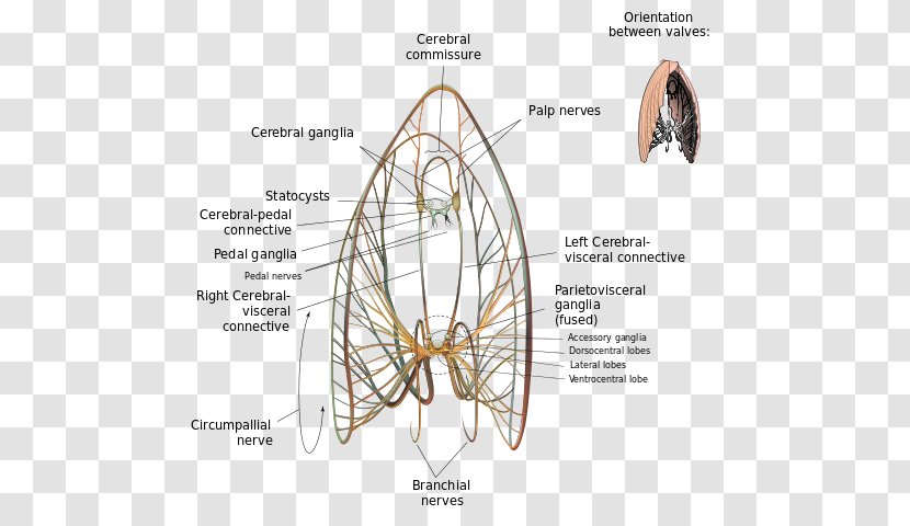 Pectinidae Great Scallop Placopecten Magellanicus Ganglion - Cartoon - Clams Oysters Mussels And Scallops Transparent PNG