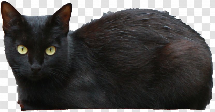 Bombay Cat Persian Black - Fur - Transparent Transparent PNG