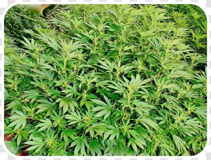 Cannabis Sativa Autoflorecientes Haze Kush Transparent PNG