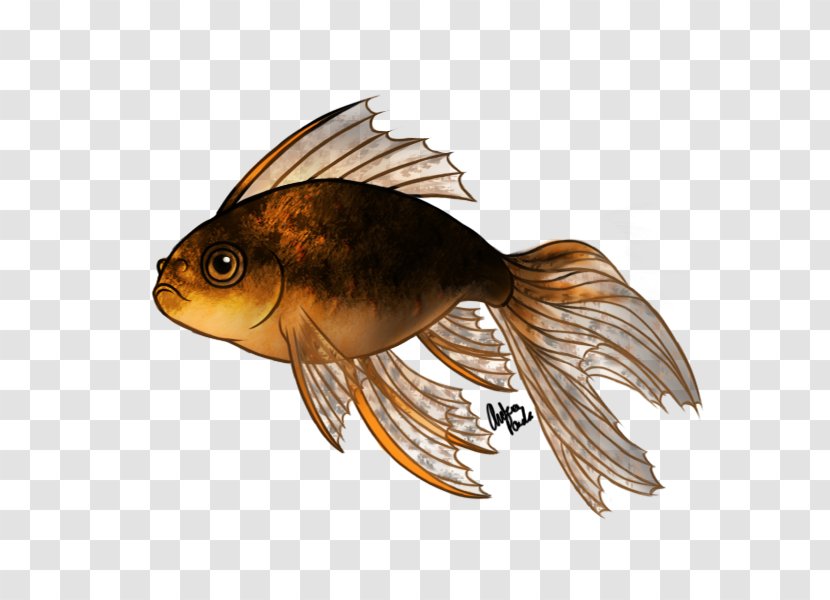 Fantail Oranda Lionhead Koi Fish - Goldfish Transparent PNG