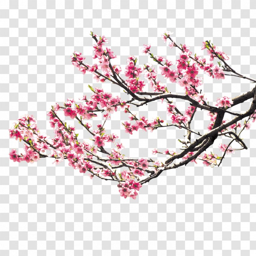 Cherry Blossom Pink Download Peach Transparent PNG