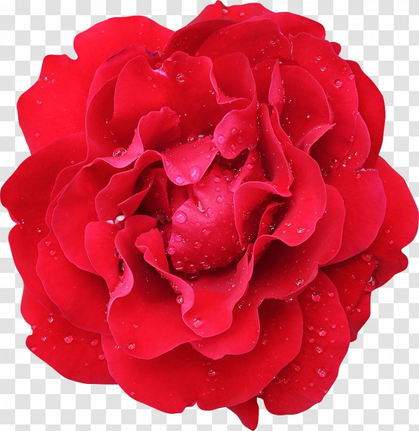 Garden Roses Cabbage Rose Flower Floribunda Red - Royaltyfree Transparent PNG