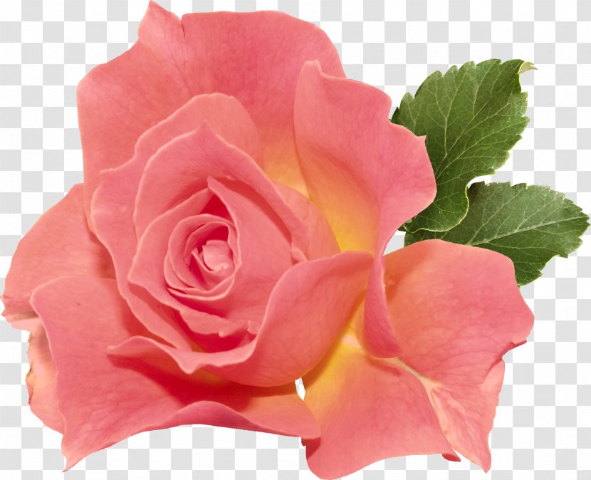 Garden Roses Ornamental Plant Tulipwood Light - Rose Order - Izba Transparent PNG