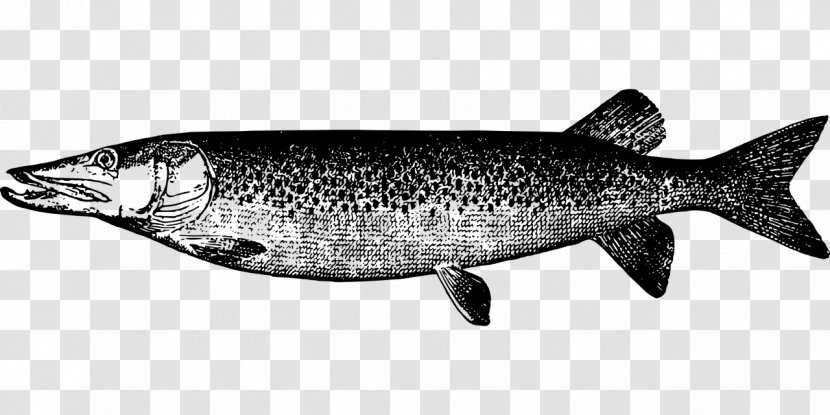 Muskellunge Northern Pike Drawing Fish - Printing Transparent PNG