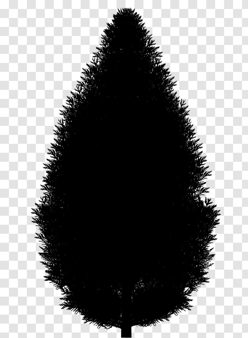 Fir Christmas Tree Spruce - Plant - Conifer Transparent PNG