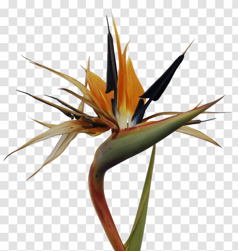 Bird-of-paradise Bird Of Paradise Flower Clip Art - Raggiana Birdofparadise - Cliparts Transparent PNG