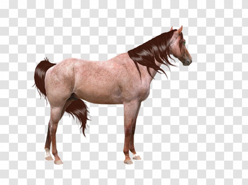 Friesian Horse Shire Mustang Mane Stallion - Cartoon Pictures Transparent PNG