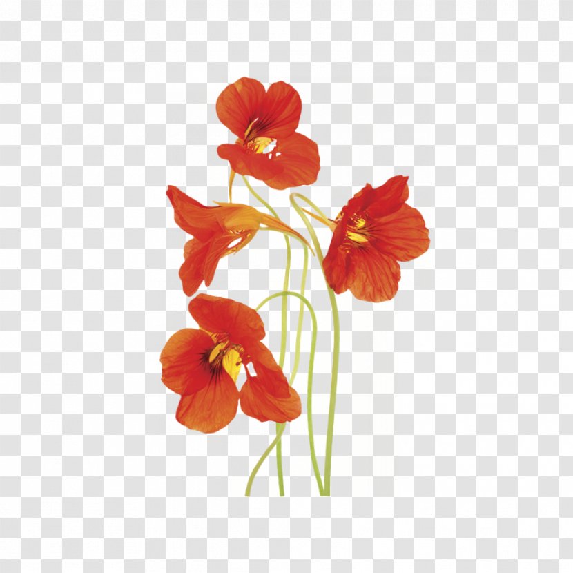 Stock Photography Stock.xchng Flower - Moth Orchid Transparent PNG