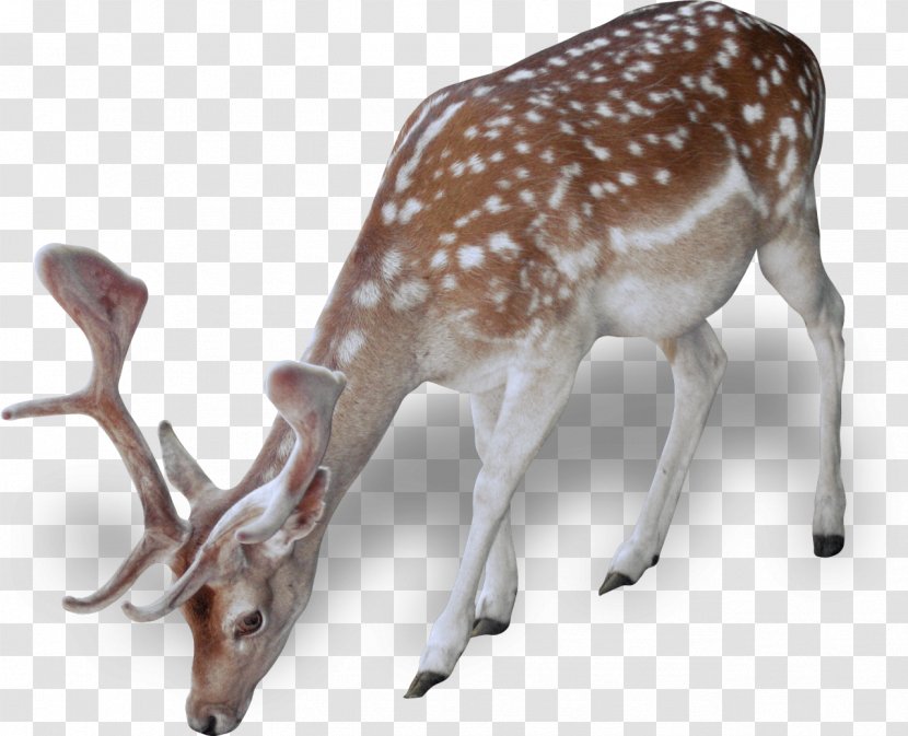 Reindeer Red Deer Dog Animal - Terrestrial Transparent PNG