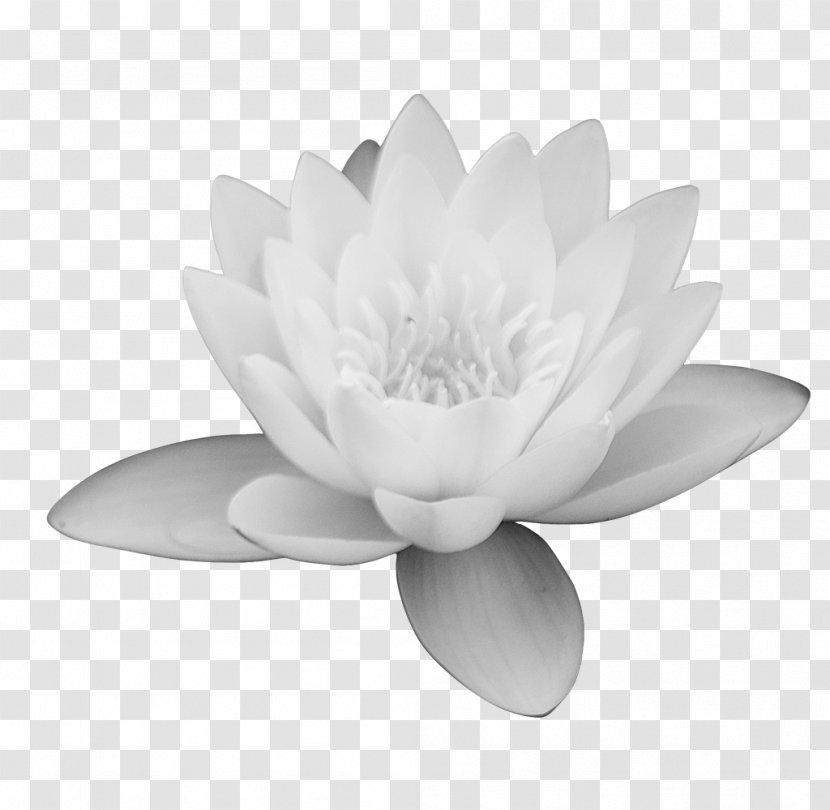 Monochrome Photography Black And White - Lotus Leaf Transparent PNG