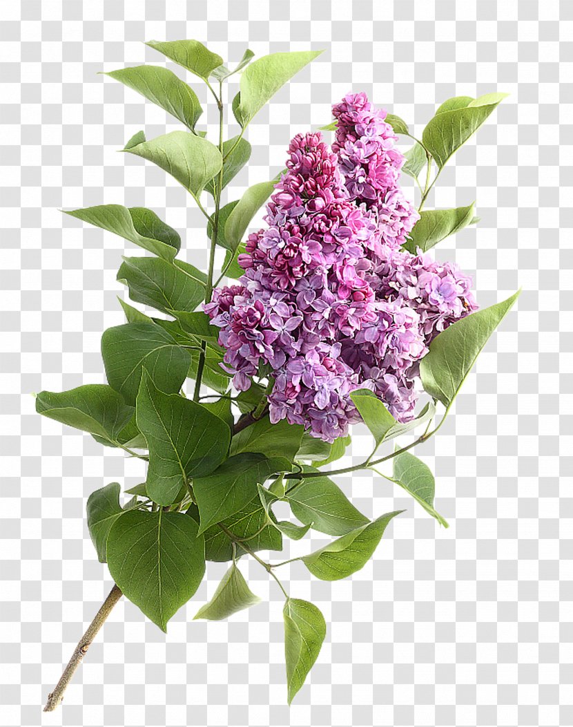 Flower Stock Photography High-definition Video - Lilac Transparent PNG