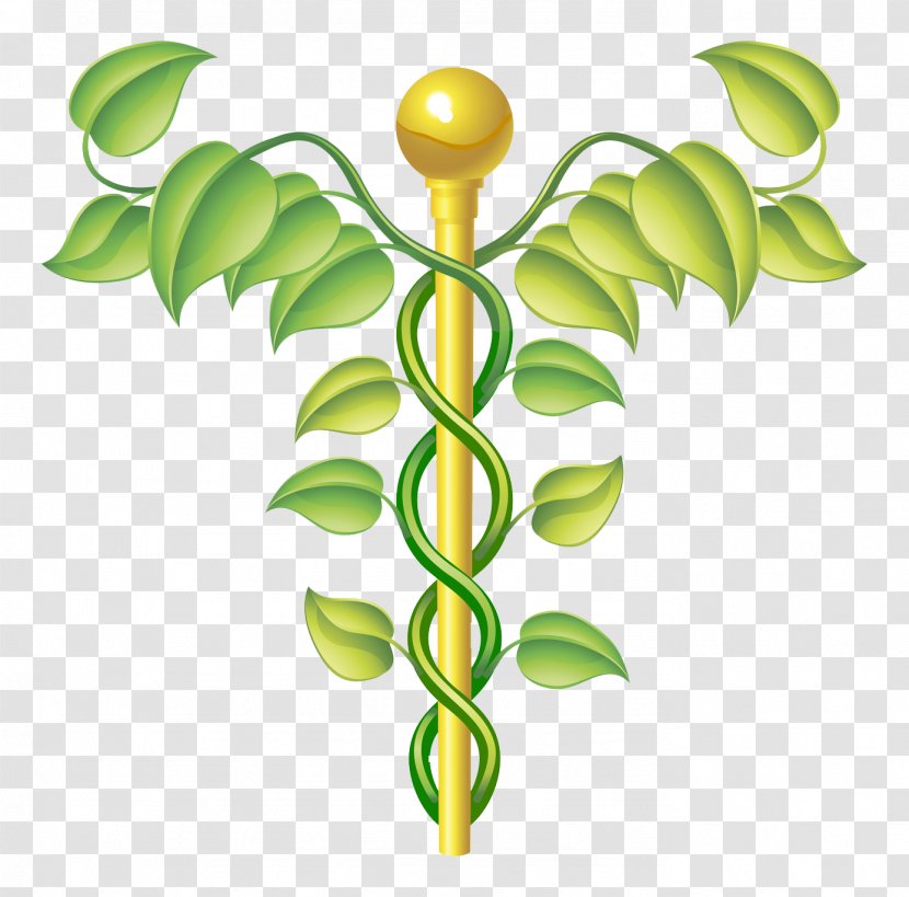 Vitae Pondera, LLC Alternative Health Services Medicine Naturopathy Staff Of Hermes - Leaf - Traditional Chinese Transparent PNG