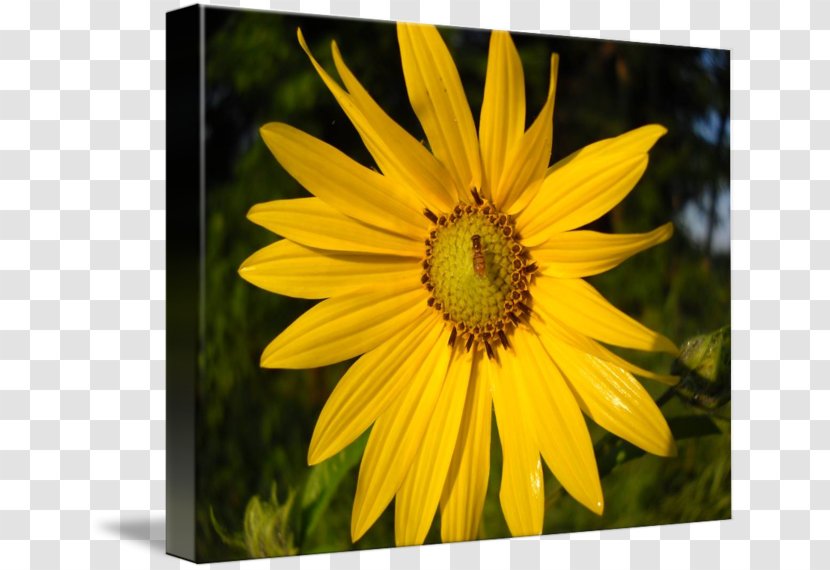 Sunflower M Wildflower - Flowering Plant - Flower Bee Transparent PNG