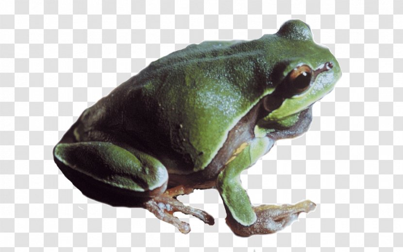 True Frog Image Toad Transparent PNG