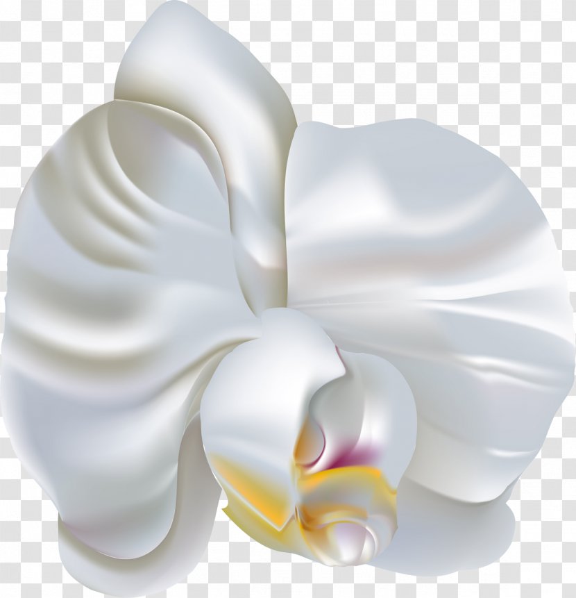 Flower Moth Orchids Clip Art - Plant - Orchid Transparent PNG
