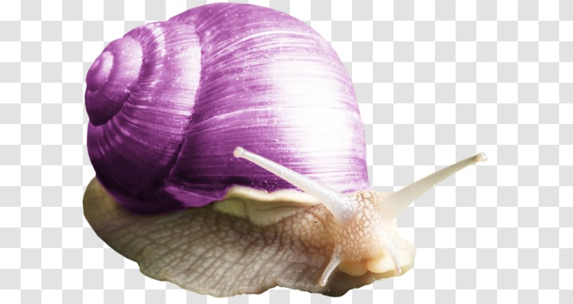 Snail Purple Orthogastropoda Clip Art - Caracol - Free Pull Material Transparent PNG