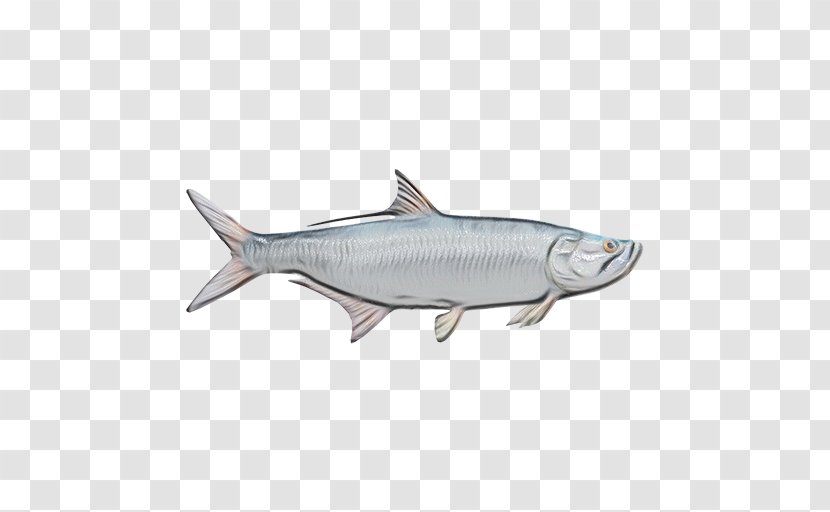 Fish Osmeriformes Bony-fish Products - Oily - Rayfinned Salmon Transparent PNG