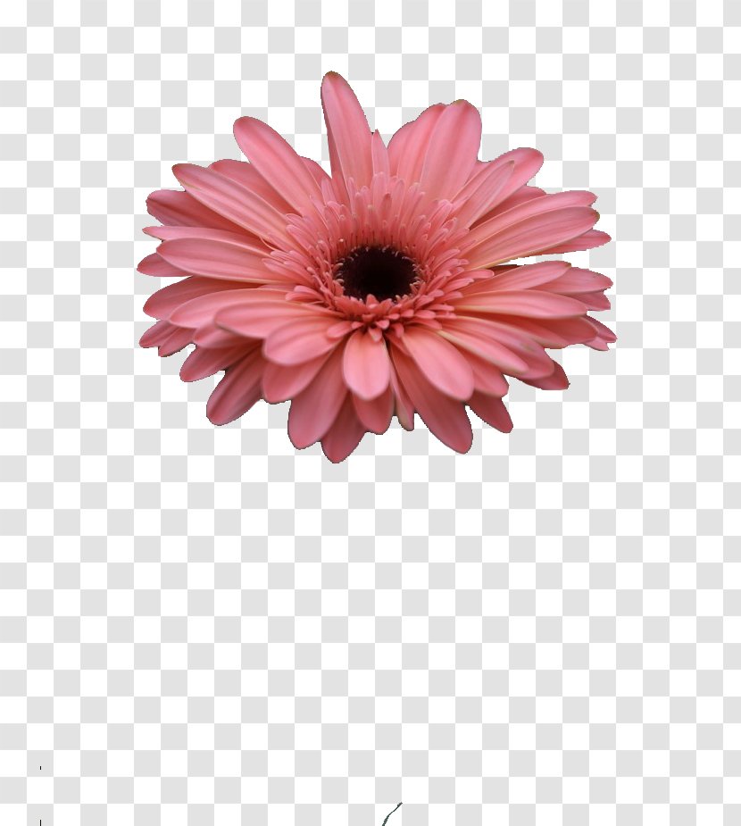 Barberton Daisy Chrysanthemum Cut Flowers Naver Blog - Transvaal - Gerbera Transparent PNG