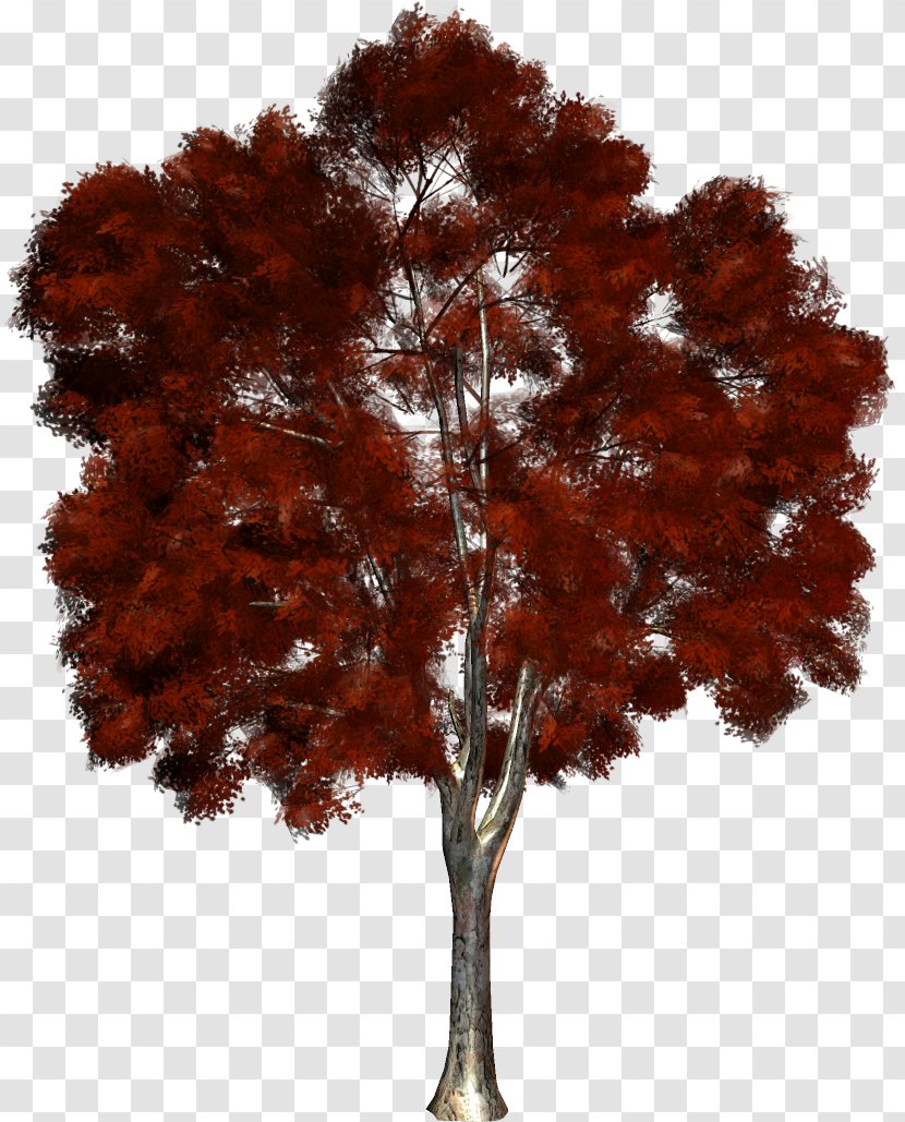 Tree Clip Art - Autumn Transparent PNG