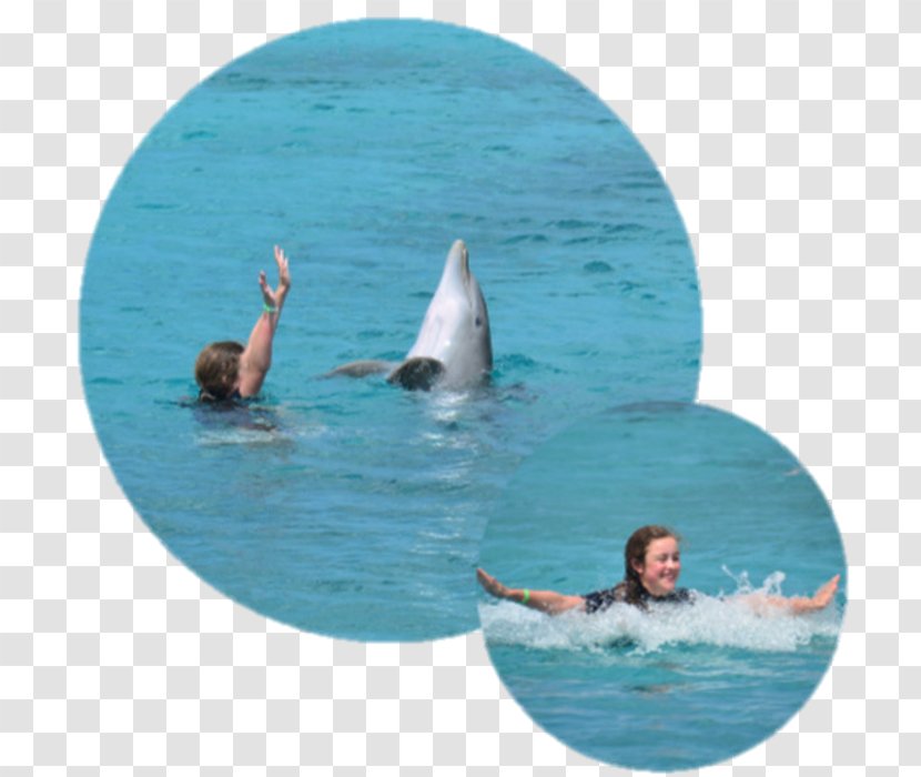 Dolphin Water Leisure Recreation Vacation - Whales Dolphins And Porpoises Transparent PNG