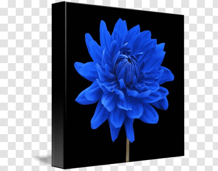 Blue Dahlia Flower Floral Design Plant - Cut Flowers Transparent PNG