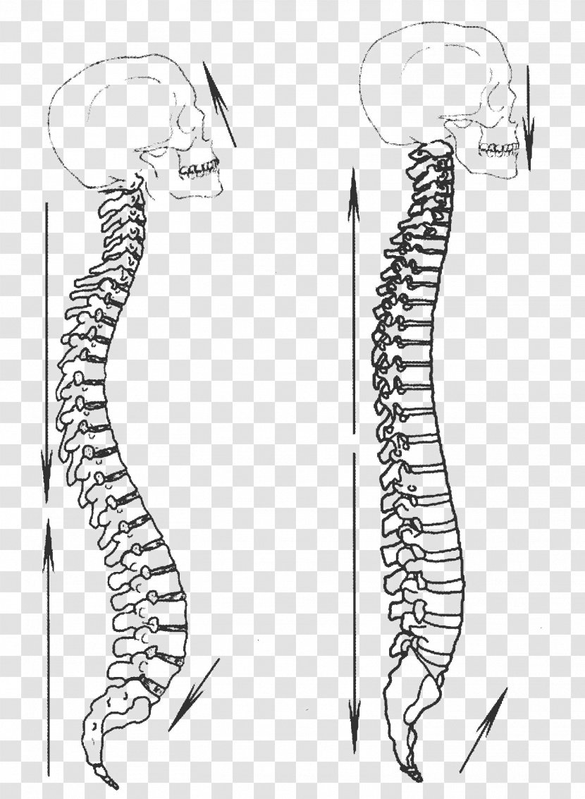 Yiquan Zhan Zhuang Martial Arts Xing Yi Quan Vertebral Column - Frame - Tree Transparent PNG